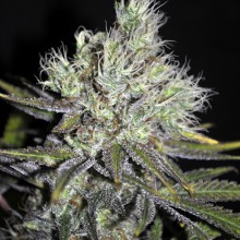 CBD Sweet & Sour widow - regular