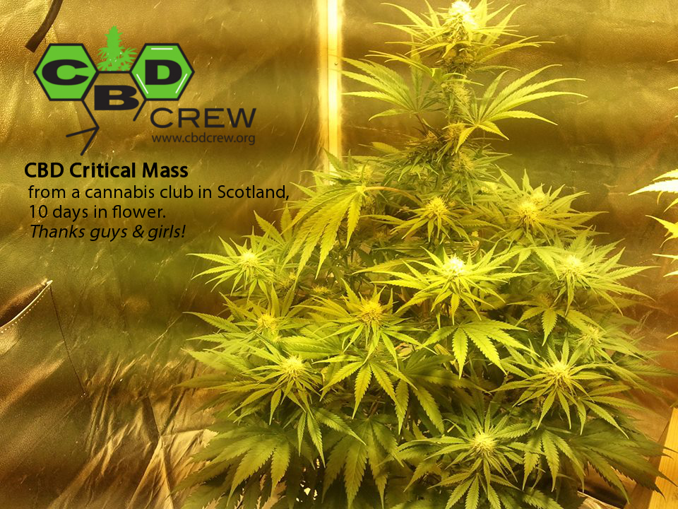 CBD Critical mass