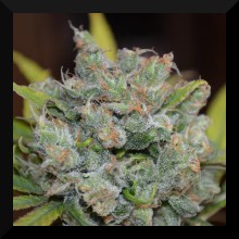 CBD Sweet & Sour Widow Border 40px for Seeds page(1)